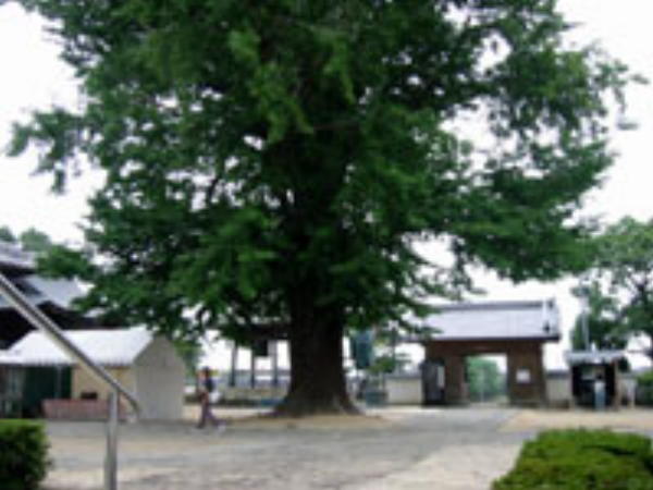 地蔵寺境内の大銀杏
