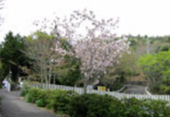 第８番熊谷寺参道