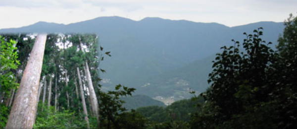 杉の巨木と境内からの風景