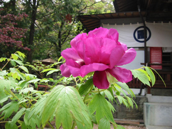 第７番十楽寺