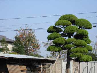 第15番国分寺
