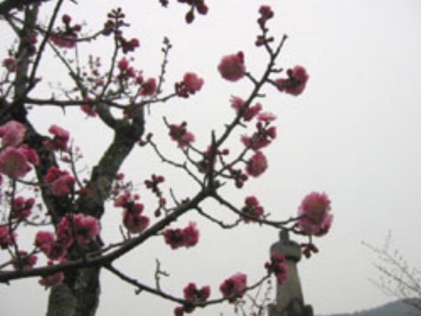 八坂寺の境内