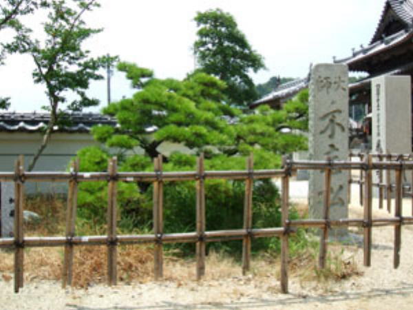泰山寺不老松