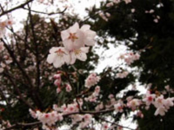 雪蹊寺