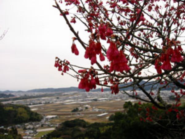 清瀧寺境内より太平洋側を望む